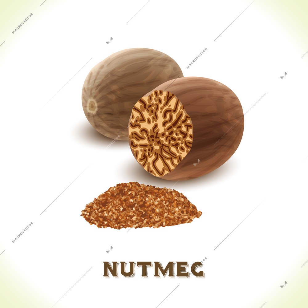 Brown nutmeg nut isolated on white background vector illustration