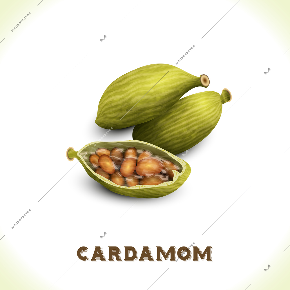 Pile of whole cardamom spice isolated on white background vector illustration