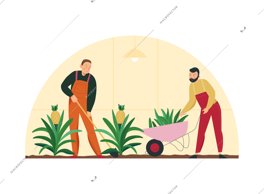 Agriculture flat composition with two men in gardeners uniform planting exotic pineapple plants isolated vector illustration