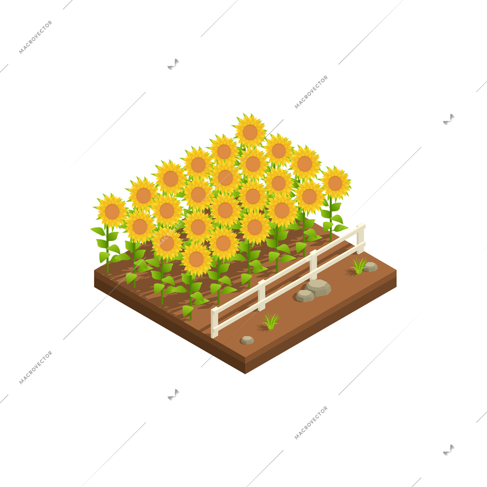 Natural resources isometric composition with view of sunflowers growing on plantation vector illustration