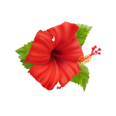 Realistic composition with isolated hibiscus flower images with leaves and stems on blank background vector illustration