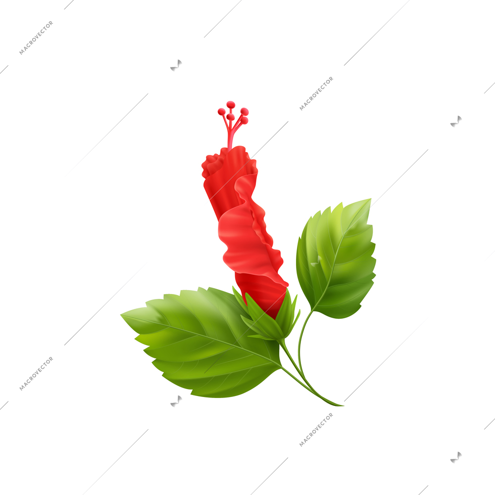 Realistic composition with isolated hibiscus flower images with leaves and stems on blank background vector illustration