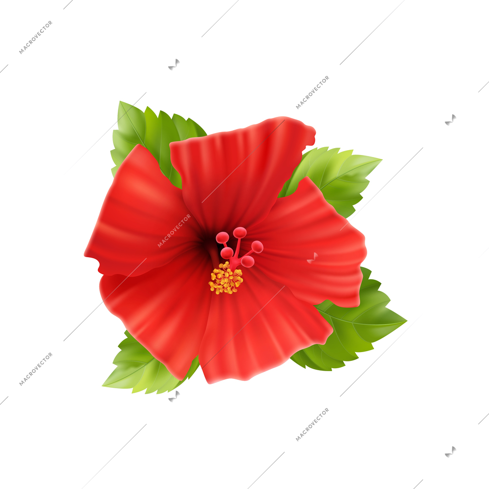 Realistic composition with isolated hibiscus flower images with leaves and stems on blank background vector illustration