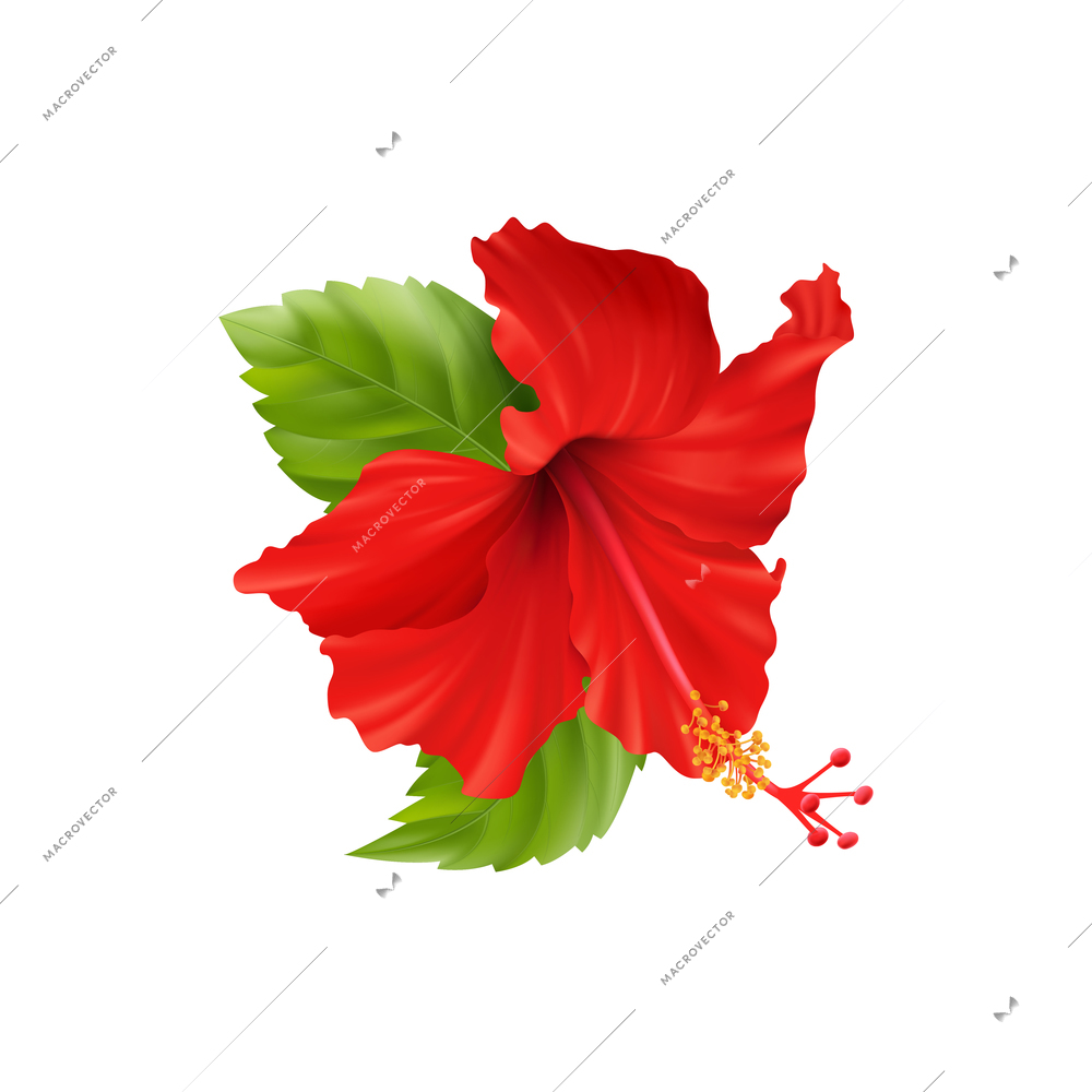 Realistic composition with isolated hibiscus flower images with leaves and stems on blank background vector illustration