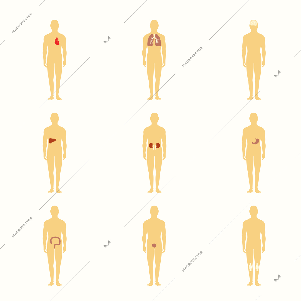 Human male silhouette figures with internal organs icons set isolated vector illustration