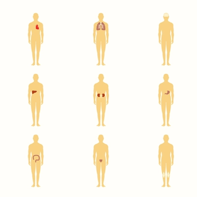 Human male silhouette figures with internal organs icons set isolated vector illustration