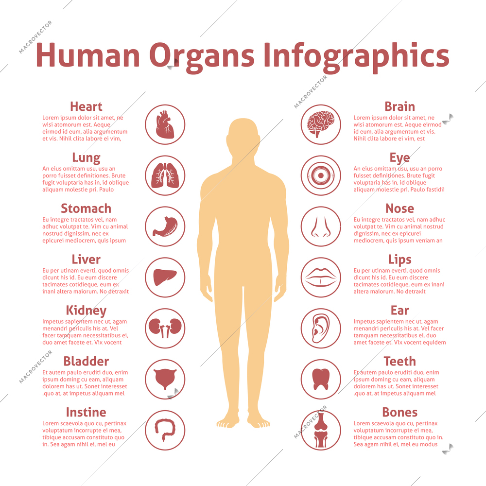 Human organs icons with male figure infographics set vector illustration