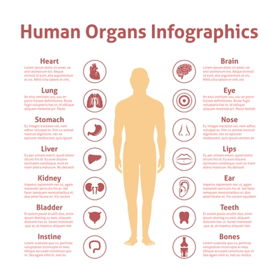 Human organs icons with male figure infographics set vector illustration