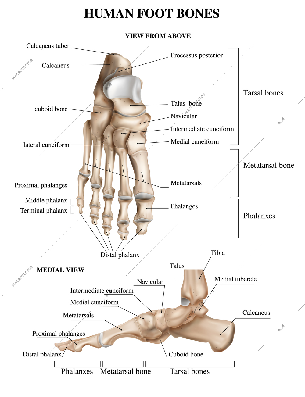 Realistic foot bones anatomy composition with front and side views of human footstep with text captions vector illustration