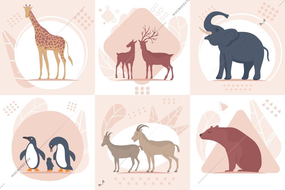 Wildlife set of flat square compositions with images of exotic animals birds and silhouettes of leaves vector illustration