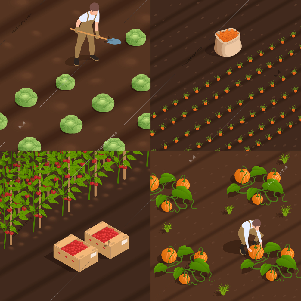 Harvesting concept 4 isometric compositions with farm workers collecting pumpkins tomatoes cabbage carrot isolated vector illustration