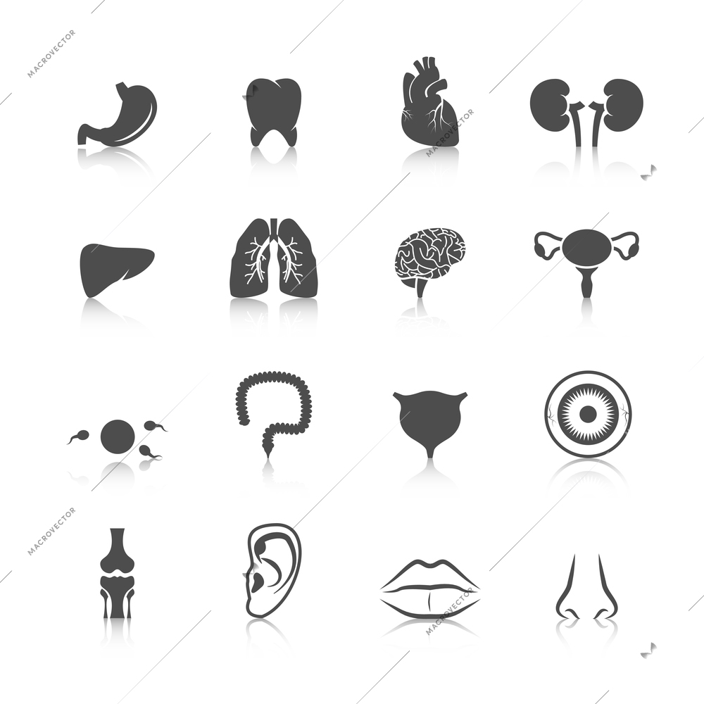 Human organs black icons set of kidney heart tooth liver lung isolated vector illustration