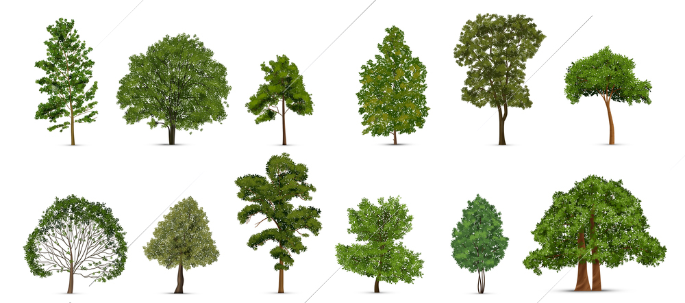 Realistic tree set with isolated images of single green trees of different subvariety on blank background vector illustration