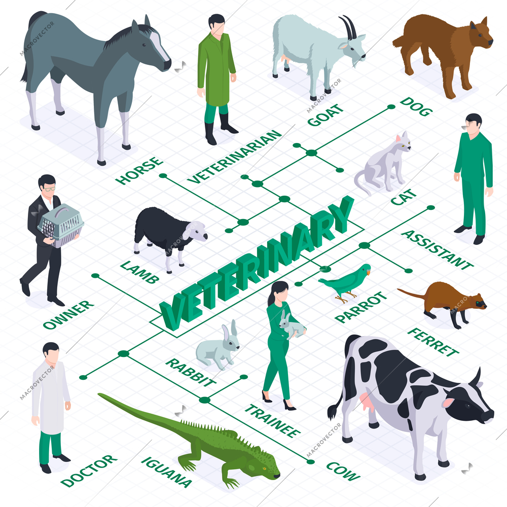 Isometric veterinary flowchart composition with isolated images of animals birds and characters of owners and doctors vector illustration