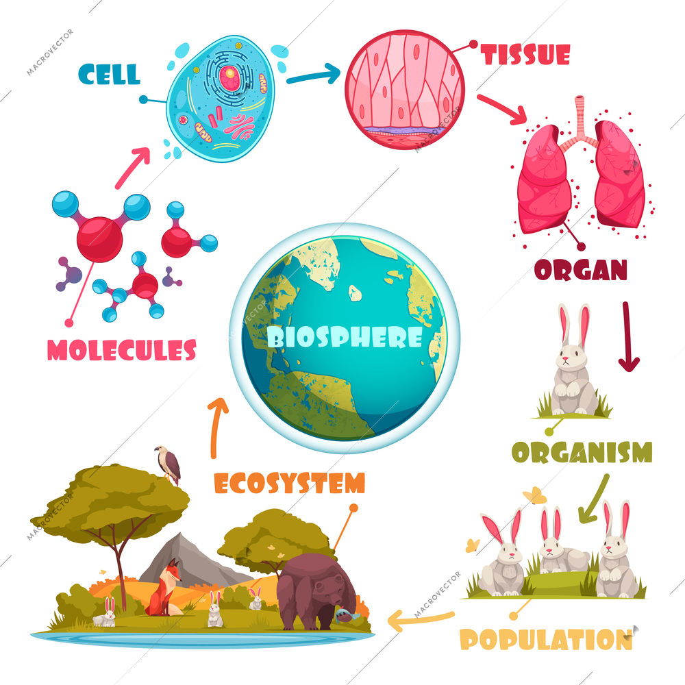 Biological hierarchy set of molecule cell tissue organ organism population ecosystem cartoon images vector illustration