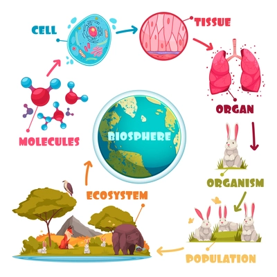 Biological hierarchy set of molecule cell tissue organ organism population ecosystem cartoon images vector illustration