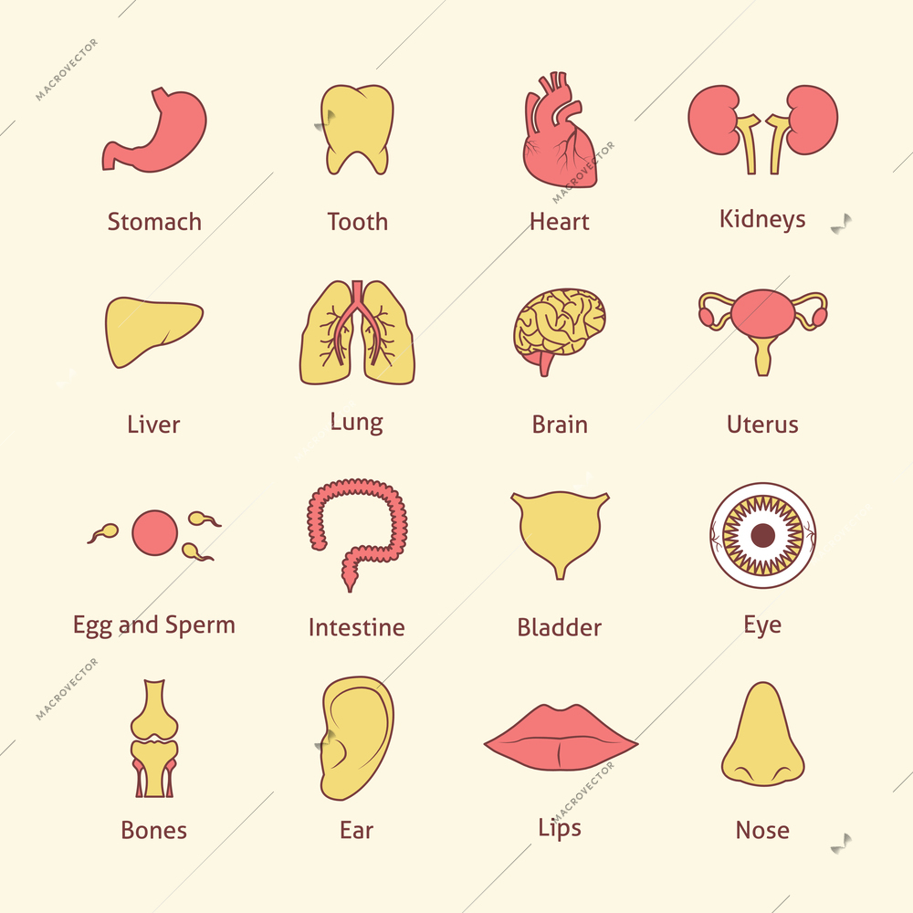 Human organs flat line icons set stomach tooth heart isolated vector illustration