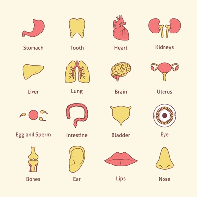 Human organs flat line icons set stomach tooth heart isolated vector illustration