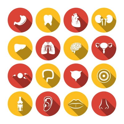 Human organs icons set of heart kidney  isolated vector illustration