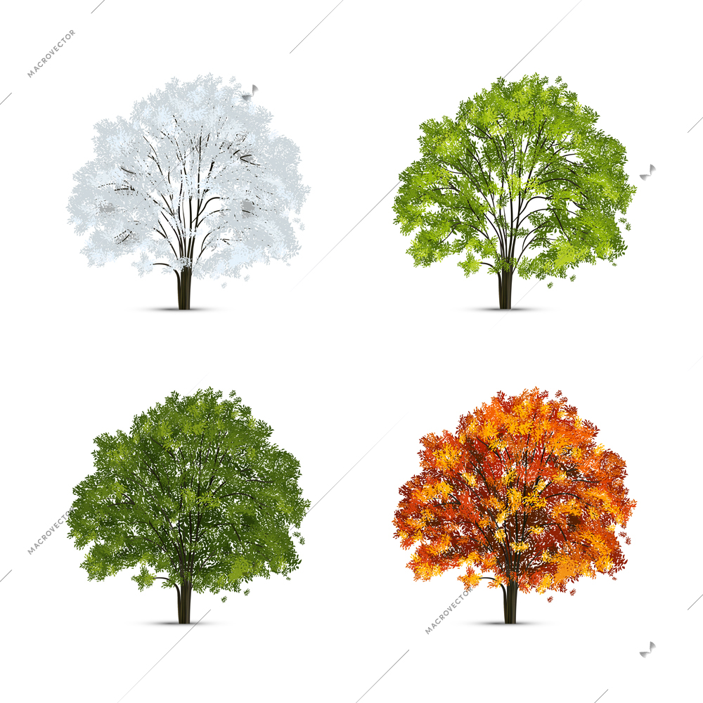 Realistic tree season set with isolated images of trees with green and yellow leaves with snow vector illustration