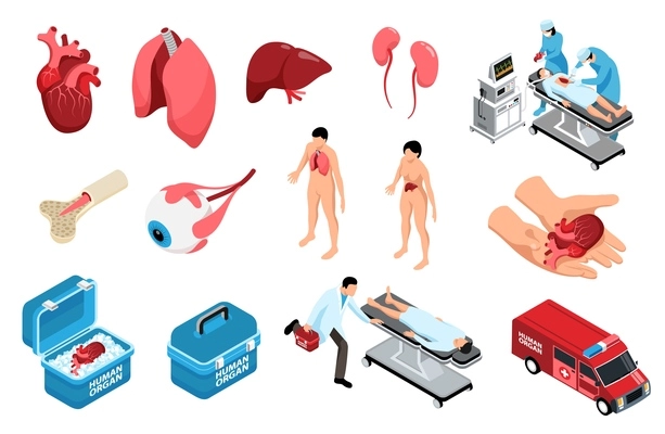 Isometric donor human organs set with isolated icons of anatomic organs storage containers and human characters vector illustration