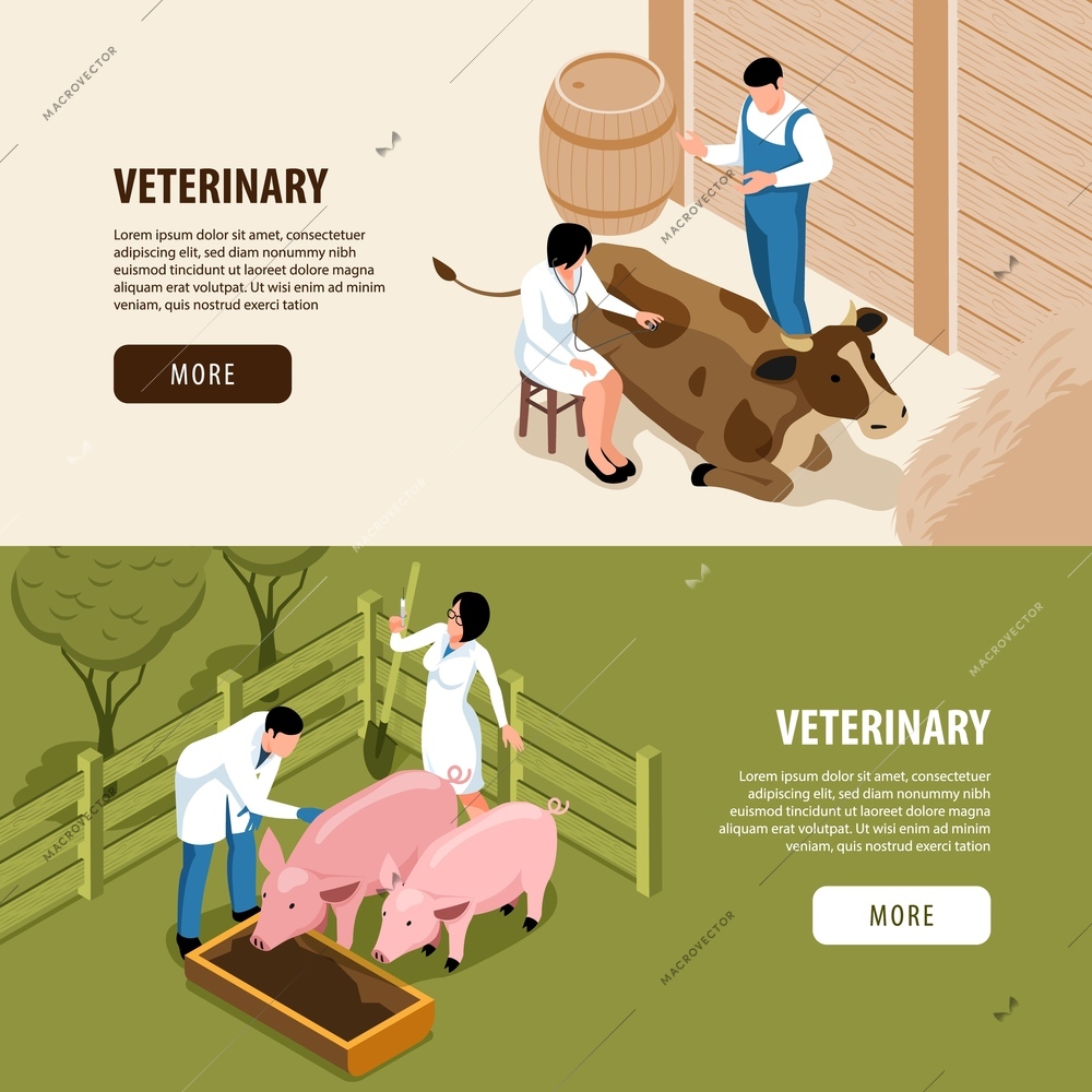 Large animals livestock veterinary 2 isometric web page banners with vet examining pigs and cow vector illustration