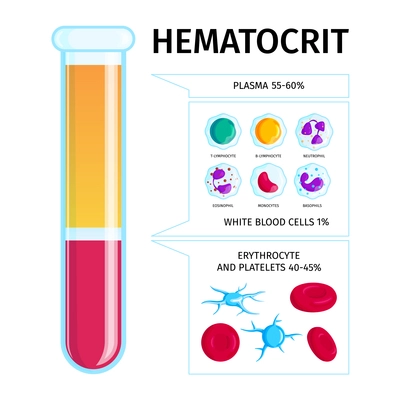 Hematocrit level test tube infographic presentation with plasma white and red blood cells percentages chart vector illustration