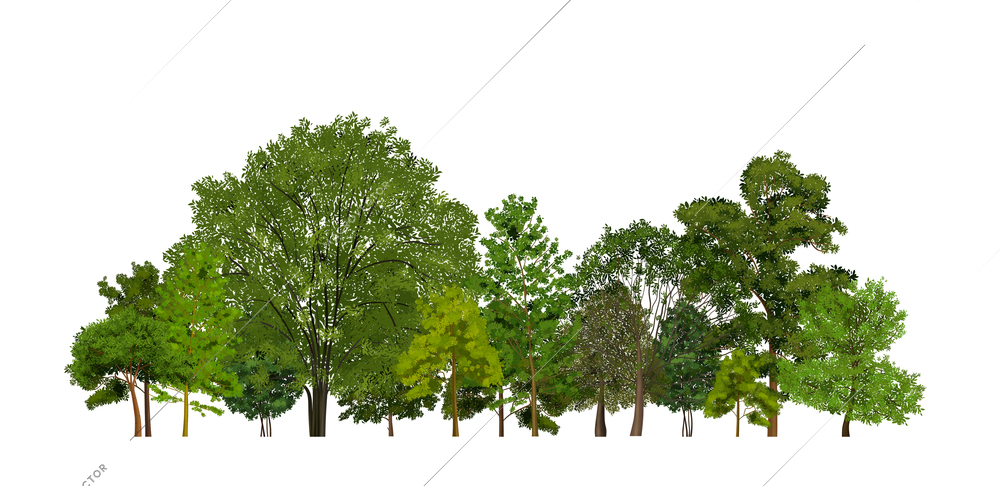 Realistic tree forest images composition with range of different trees with green leaves on blank background vector illustration