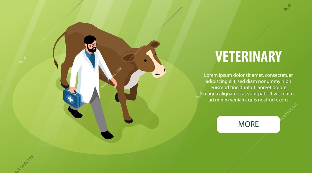 Large animals livestock veterinary horizontal isometric web banner with veterinarian visiting grazing cow patient background vector illustration