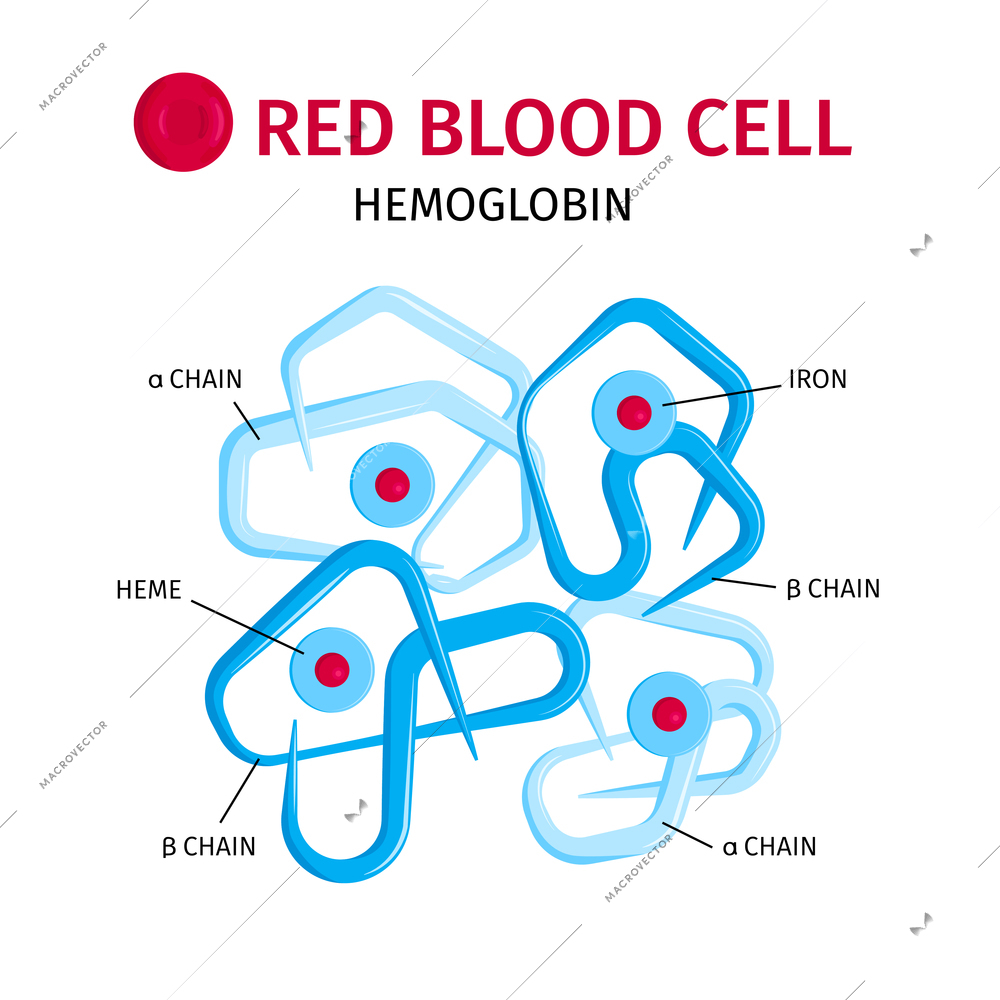 Red blood cells hemoglobin molecule chains and iron containing rings structure infographic composition vector illustration