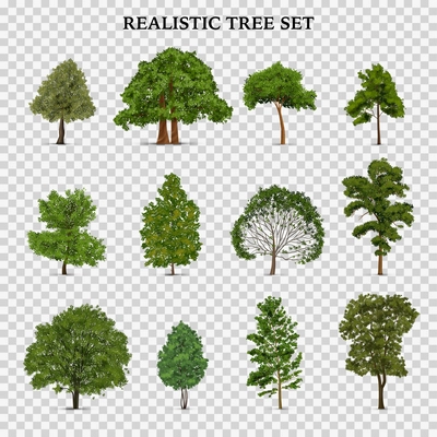 Realistic tree transparent set with isolated images of single trees with foliage green leaves and text vector illustration