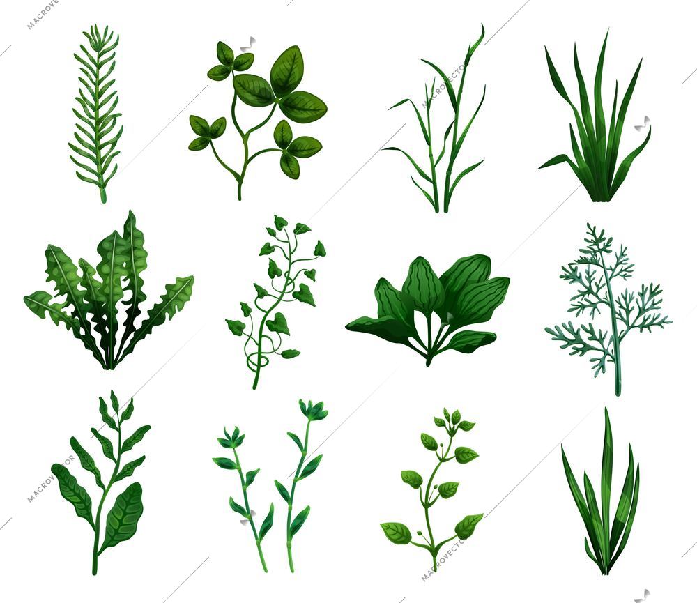 Green grasses cereals plants with leaves of different shape realistic icons set isolated vector illustration