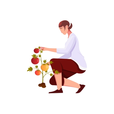 Migrant workers flat composition with female character caring for tomatoes vector illustration