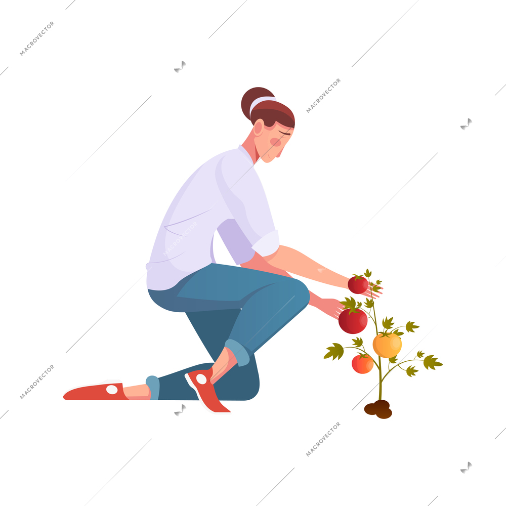 Migrant workers flat composition with female character gathering tomatoes vector illustration