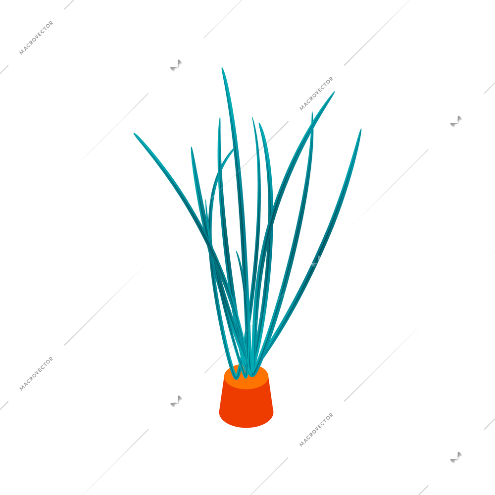 Isometric aquarium composition with isolated image of sea weed in pot on blank background vector illustration