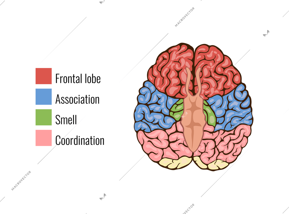 Human brain anatomy function area mind system infographic composition with text legend keys and colorful areas vector illustration