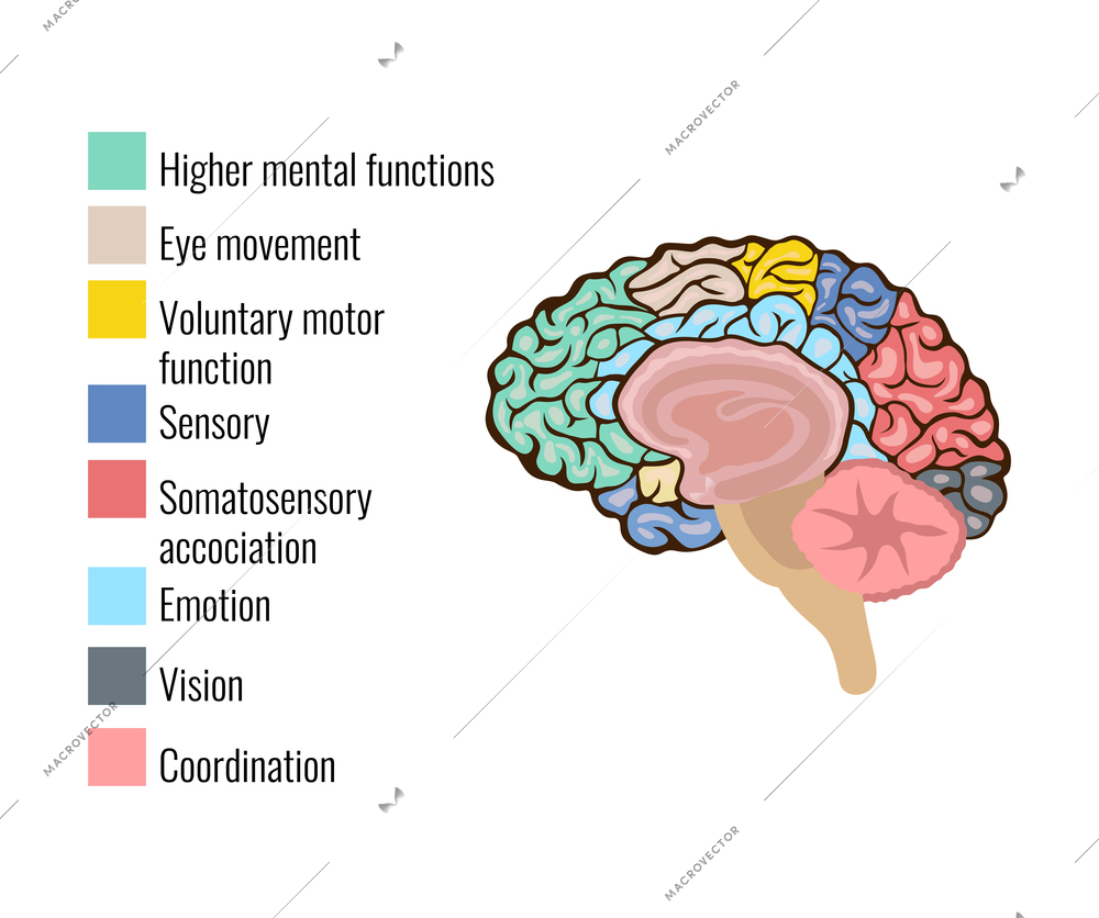 Human brain anatomy function area mind system infographic composition with text legend keys and colorful areas vector illustration