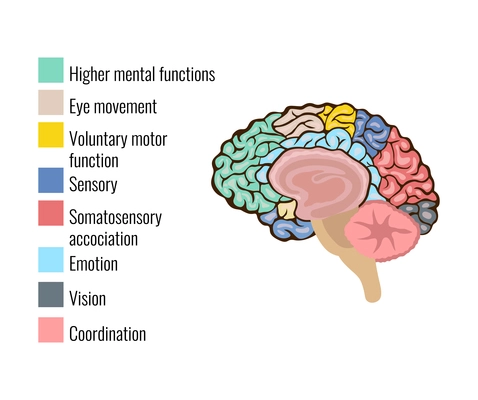 Human brain anatomy function area mind system infographic composition with text legend keys and colorful areas vector illustration