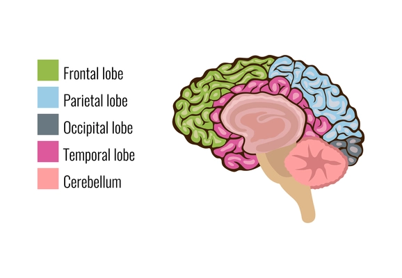 Human brain anatomy function area mind system infographic composition with text legend keys and colorful areas vector illustration