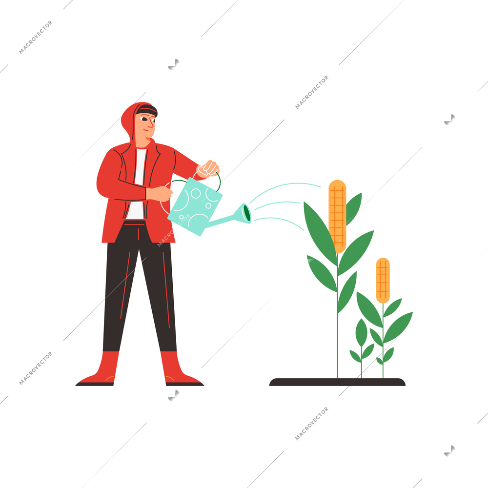 Farm composition with human character of male worker watering corn vector illustration