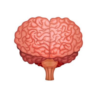 Human brain anatomy with cerebral cortex flat vector illustration