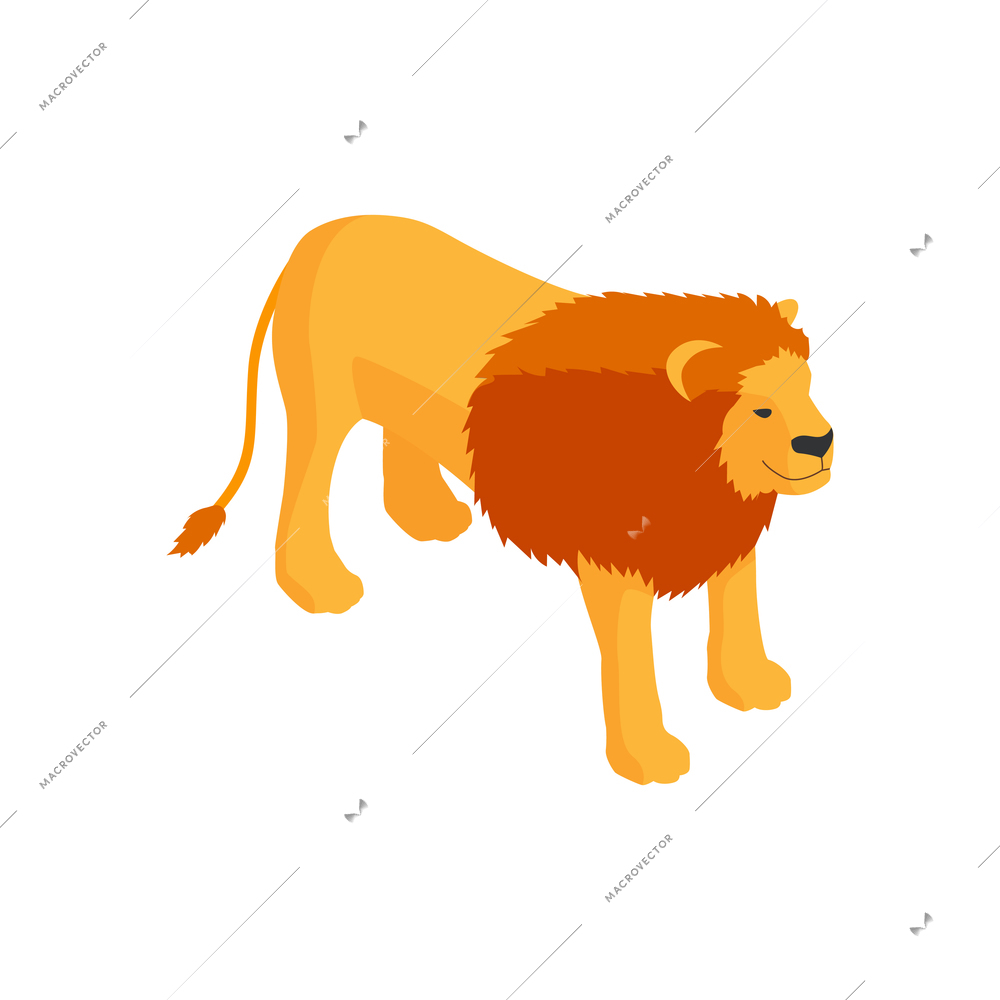 Isometric zoo composition with isolated character of lion on blank background vector illustration