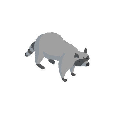 Isometric zoo composition with isolated character of raccoon on blank background vector illustration