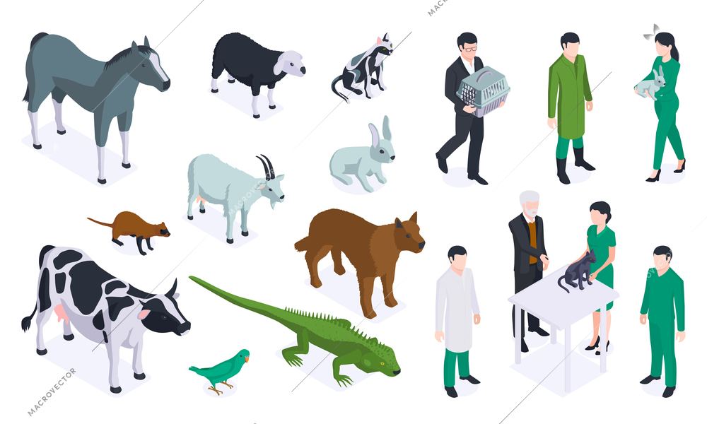Isometric veterinary color icon set with different type of animals and doctors vector illustration
