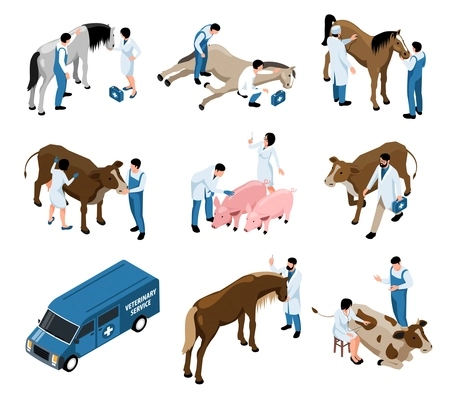 Farm livestock veterinary isometric set with large animal vet examines cattle pig horses cows patients vector illustration