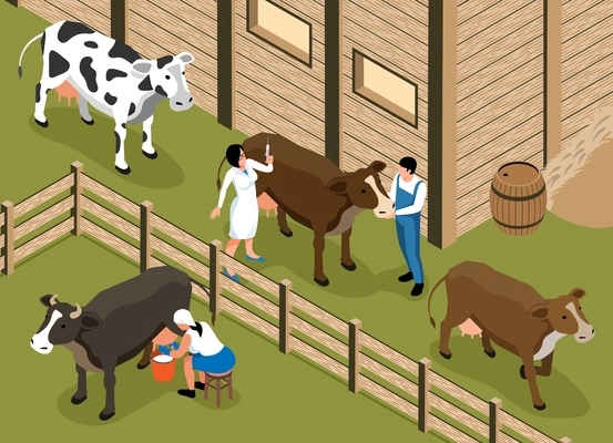 Livestock veterinarian visits family dairy farm isometric composition with woman milking cow in paddock vector illustration