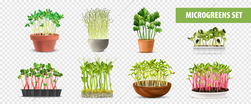 Healthy microgreens transparent set with fresh food symbols realistic isolated vector illustration