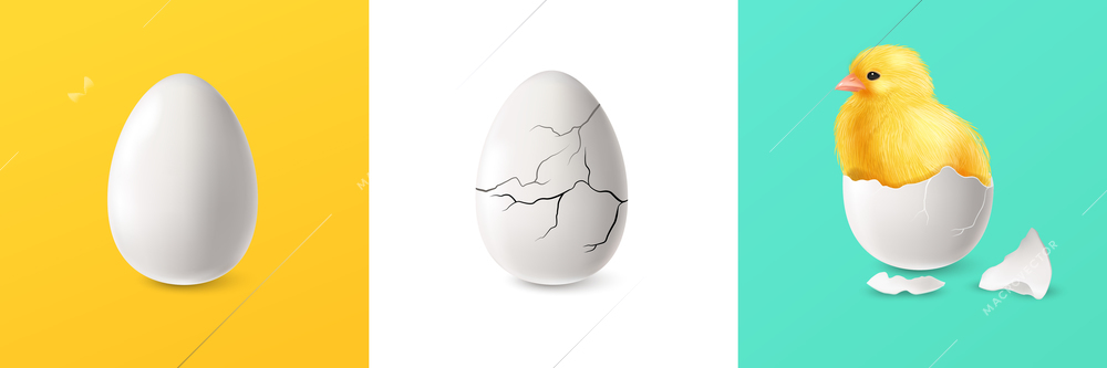 Realistic cracked egg and chicken square set isolated vector illustration