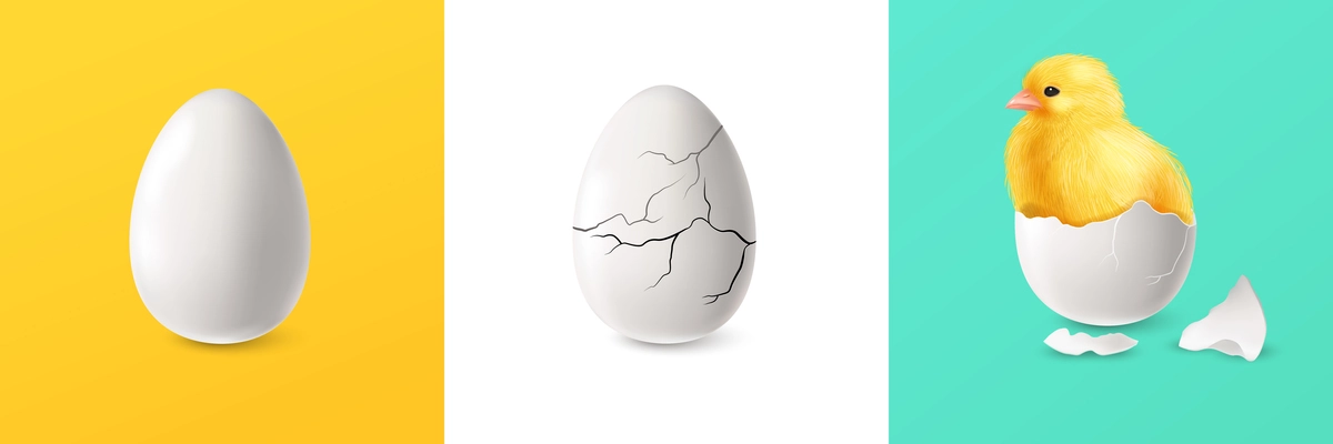 Realistic cracked egg and chicken square set isolated vector illustration