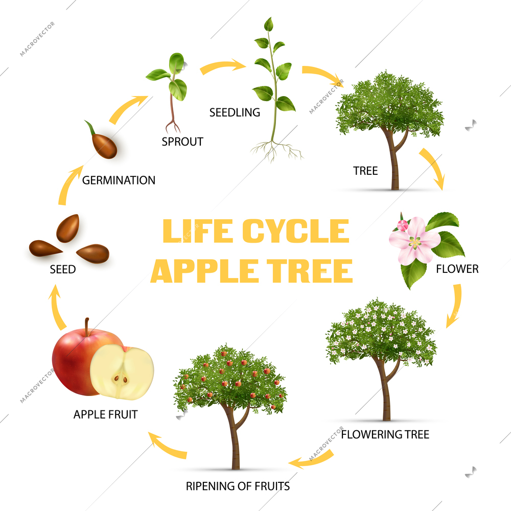 Apple tree life cycle infographic set realistic vector illustration